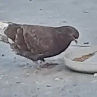 کبوتر پرشی دونه ای۲۰۰