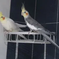3عدد عروس هلندی نر