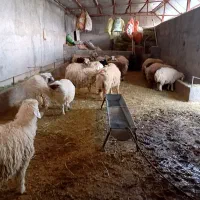 بره پرواری وصادراتی|حیوانات مزرعه|کوهدشت, |دیوار