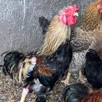 خروس لاری معاوضه با مرغ تخمگذار