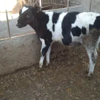 گاو شیری|حیوانات مزرعه|شال, |دیوار