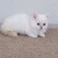 بچه گربه