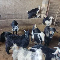 بره، بیگ ،گوشت بیگ پرواری650