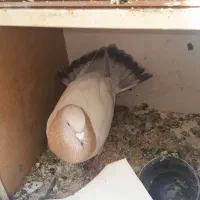 کفتر ریحانی