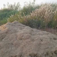 کاه درجه یک