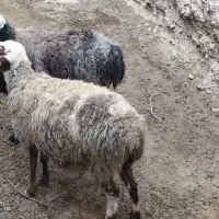 میش آبستن|حیوانات مزرعه|قهستان, |دیوار