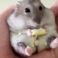 همسترکمپل رایگان