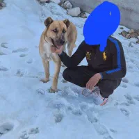 واگذاری توله سرابی اصل