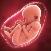 اهدای تخمک ورحم اجاره ای