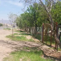 باغ بادام ونهال گردو درشترک