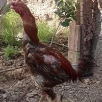 خروس لاری پیدا شده