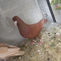 سرخ و زرد. سار.  و سبز کرمانی