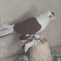 کبوتر|پرنده|تبریز, |دیوار