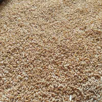 گندم مهرگان بذری درجه یک|خدمات باغبانی و درختکاری|حمیدیه, |دیوار