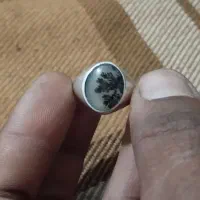 انگشتر شجر تک درخت قاعنات