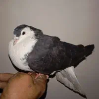 کبوتر ومرغ مینا و مرغ عشق|پرنده|گنبد کاووس, |دیوار