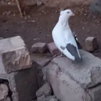 نر دمبی  عروسک|پرنده|هامون, |دیوار