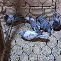 پنج عدد کبوتر تایباد|پرنده|تایباد, |دیوار