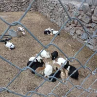 خرگوش|موش و خرگوش|مود, |دیوار