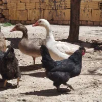 غاز جوان