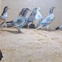 کبوتر پاکستانی و زاغ|پرنده|خورموج, |دیوار