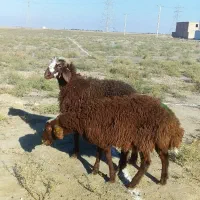 بره قرمز بختیاری ترکمنی درشت|حیوانات مزرعه|گنبد کاووس, |دیوار