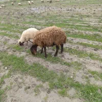 میش بره سرحال نیازی و تعریف تازه