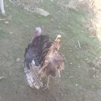 بوقلمون نر جوان و چاق