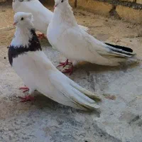 کبوترنقابی|پرنده|کوزران, |دیوار