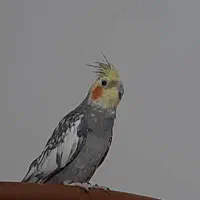 عروس هلندی
