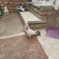 کبوتر گرفتنی