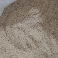 برنج دره رود هاشمی