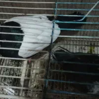 یک جفت کفتر وعروس هلندی