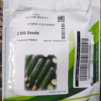 بذر خیار ویکتور اصل 2025