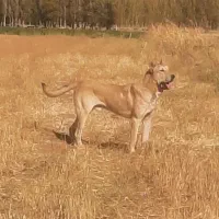 سگ سرابی گله
