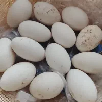 فروش تخم قو غاز