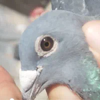 کبوتر جان اردن