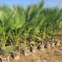 پالم واشنگتن