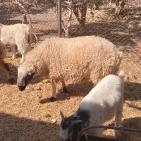 دو بره چاق مناسب گوشتی وداشتی