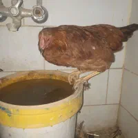 مرغ تزعینی برهماو۲خروس اول متنوبخونیدبعدپیام بدهید|حیوانات مزرعه|کنگاور, |دیوار