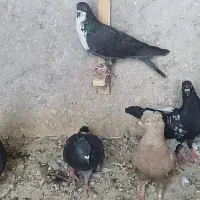 کبوترآبگوشتی مفت
