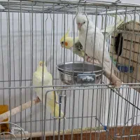 عروس هلندی مولد