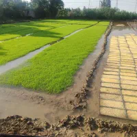 نشای شالی 60روزه