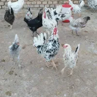 جوجه گلین|حیوانات مزرعه|یزد, |دیوار