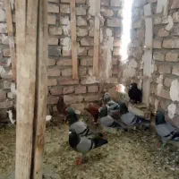 کبوتر نر|پرنده|زاهدان, |دیوار