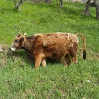 گاو و گوساله