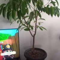 گل آپارتمانی  آمستل