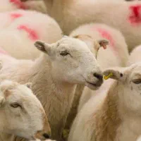 بره نر 50کیلو ب بالا