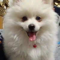 پامر خرسی 5ماهه