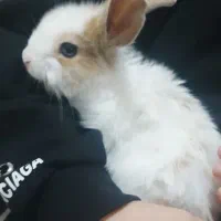 خروش اهلی|موش و خرگوش|الوند, |دیوار